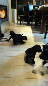 Mes chiots Cane Corso