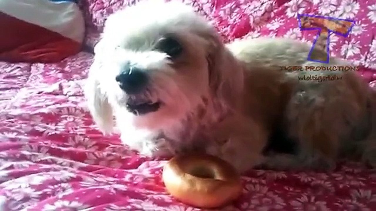 Funny Angry Dogs