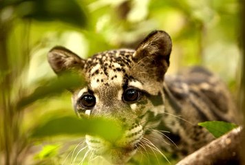 Dumanlı Parsın Dönüşü-1