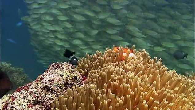 palyaço balığı doğada yumurtlama