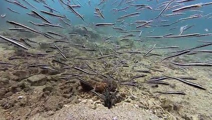 Müthait Balığı Çok İlginç Sürü