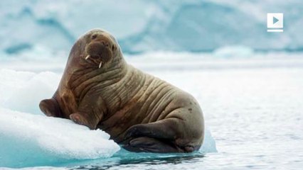 This is what happens when the Arctic warms twice as fast as the rest of the planet