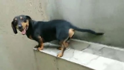 Un teckel recule sur un muret