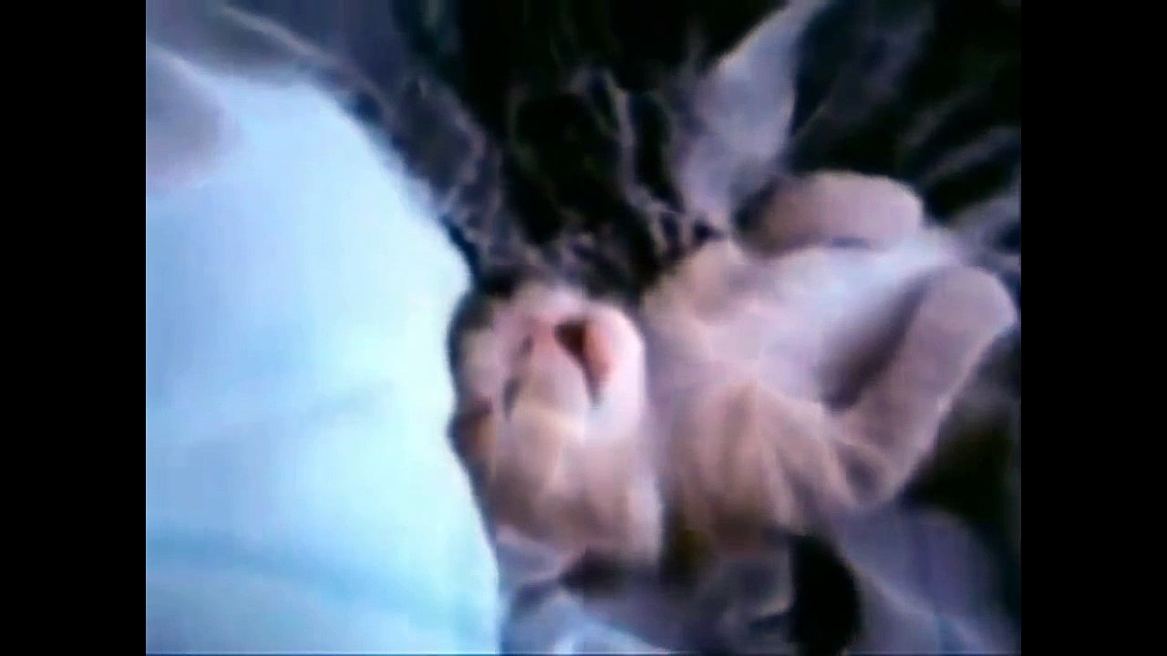 Katzen Video - sehr lustig