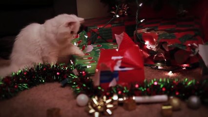 This Kitten Makes An Awesome Grinch In A Pinch