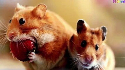 Chú Chuột Nhắt - Duy Uyên & Tốp Ca - Nhạc Thiếu Nhi Vui Nhộn