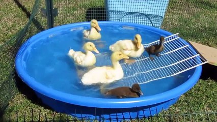 MỘT CON VỊT - NHẠC THIẾU NHI HAY NHẤT - Giúp Bé Ăn Ngon Miệng