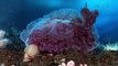 Wild discovery channel animals Under The Antarctic Ice - National geographic Animal planet