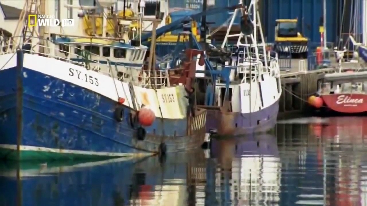 Wild discovery animals channel - Scotland The Western Isles Nat Geo WILD - Wildlife docume