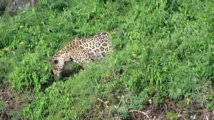 Un jaguar plonge pour attraper un caïman