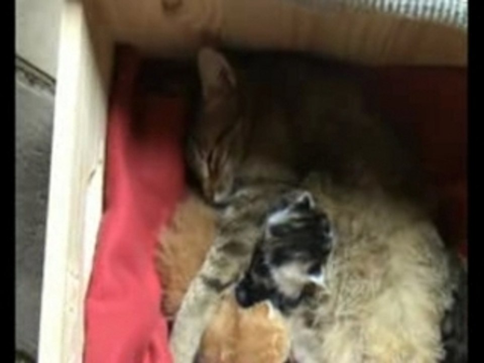 les chatons de gally