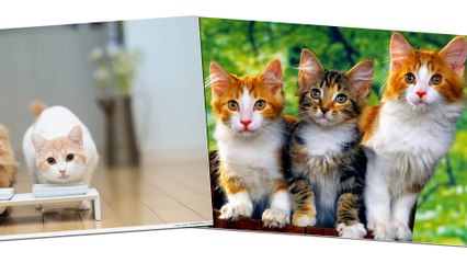 Liên Khúc Chú Mèo con - Con Mèo trèo cây cau - Rửa mặt như Mèo