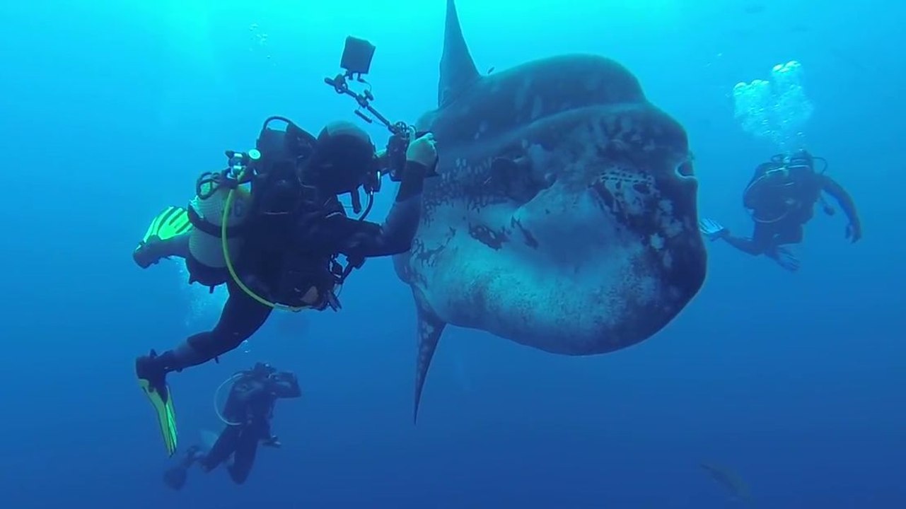 Des plongeurs rencontrent un énorme poisson-lune