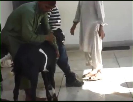 Bakra Eid 2015 - Bakray Ka Ram Nam Sattay Cow Qurbani Cow Qurbani -> Must Watch