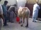 Bakra Eid 2015 - Cow Qurbani Funny Moments Cow Qurbani Cow Qurbani -> Must Must Watch