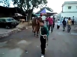Bakra Eid Lovely Cow Qurbani Clip -> Must Watch
