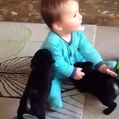 So Much Cuteness in One Video
