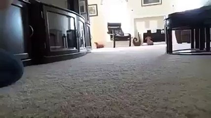 Haha this dog is hilarious!