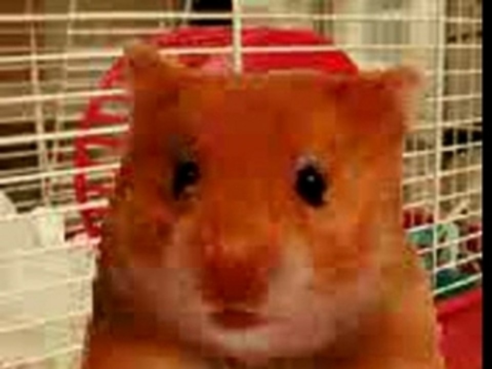 Hammy