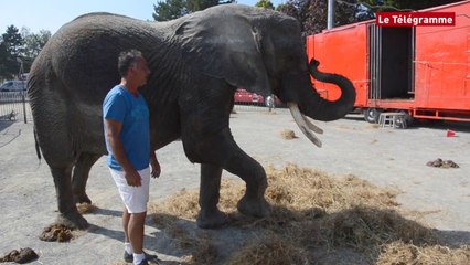 Guingamp. Dans les coulisses de la ménagerie du cirque Maximum