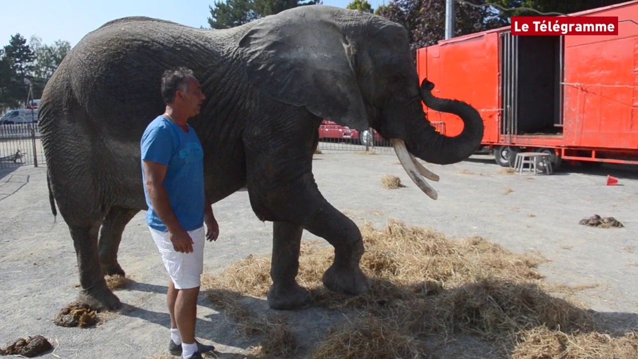Guingamp. Dans les coulisses de la ménagerie du cirque Maximum