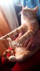 Кот балдежник