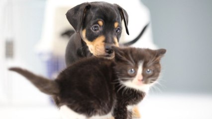 Des chatons rencontrent des chiots pour la première fois