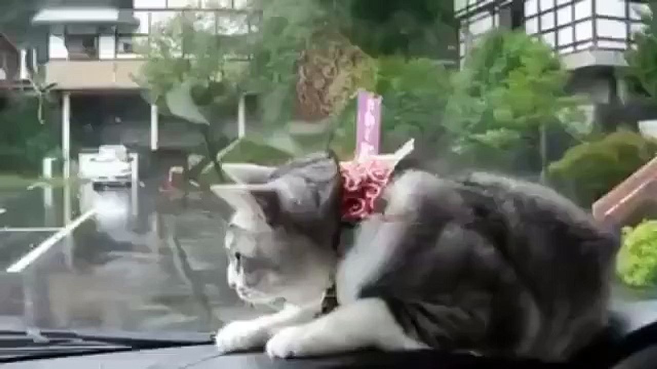 Poor kitty