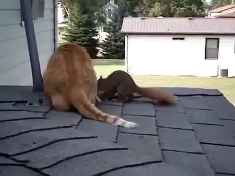 Кот и белка нашли друг друга