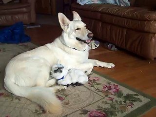 Cette petite chèvre est persuadée que cette femelle berger allemand blanche est sa mère ! (Oh. MON. DIEU!)