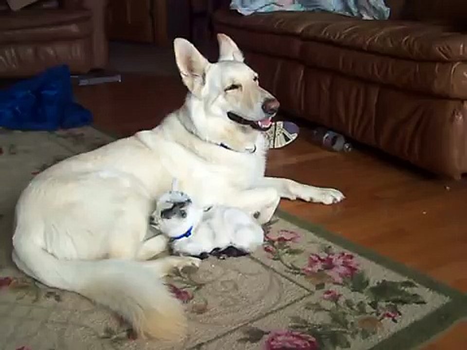 Cette petite chèvre est persuadée que cette femelle berger allemand blanche est sa mère ! (Oh. MON. DIEU!)