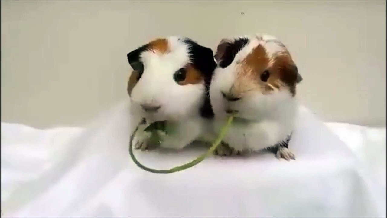 Quand deux cochons d'Inde font un remake de la belle et le clochard !!