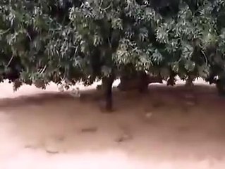 Tree where our beloved Prophet Mohammad(PBUH) use to rest-Mojza-Historical tree in syria
