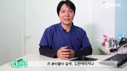 수의사가 직접 알려주는 '강아지 귀 관리 방법!'