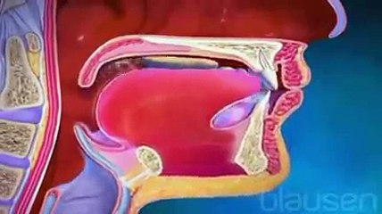 Digestive System of human body