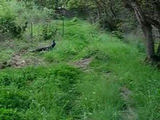 Paons a mauguio