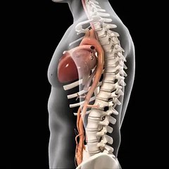 Cardio System of human body