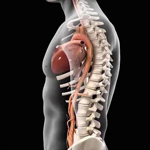 Cardio System of human body