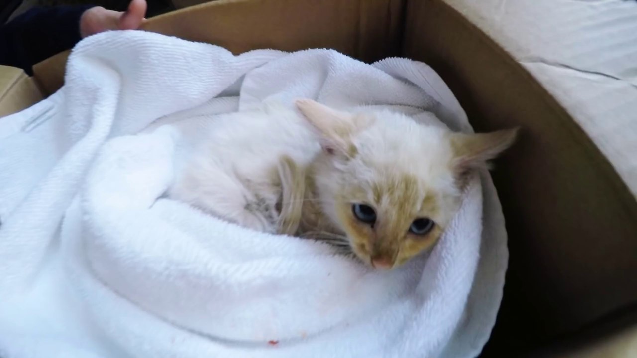 Une famille sauve un chaton retrouvé congelé sous la neige. Magique