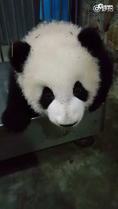 un bébé panda adorable bouge comme un humain*****un adorable bébé panda