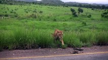 Pride of LIONS crossing the road - Mikumi National Park, Tanzania