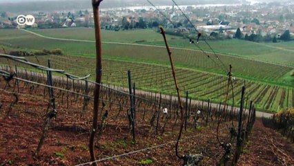 Spitzenjahrgang 2015 - Kampf um edle Weine | Made in Germany