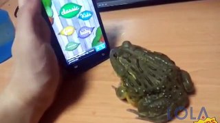 Frog Catches Bugs on Phone Screen