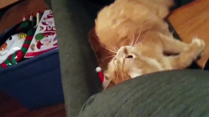 Orange Tabby Cat Can t Shake Off His Santa Hat