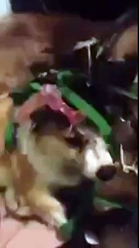 Nhung chu cho dang yeu nhat qua dat- Chết cười với hai chú chó nghịch ngợm bị chủ mắng té tát