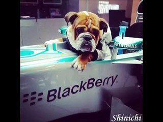 Las noticias de Sato 15 - Loquendo