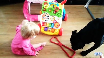 Babies and Dogs Playing Tug of War