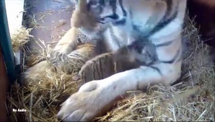 Two more tiger cubs born and Dreamworld's tiger Island