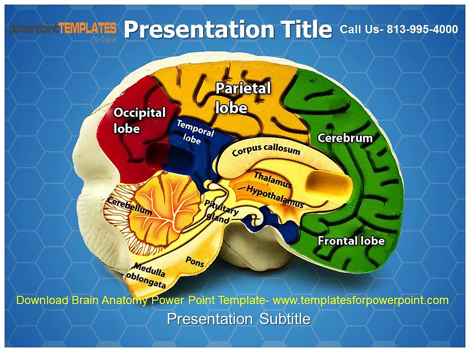 Download Brain Anatomy Powerpoint Template