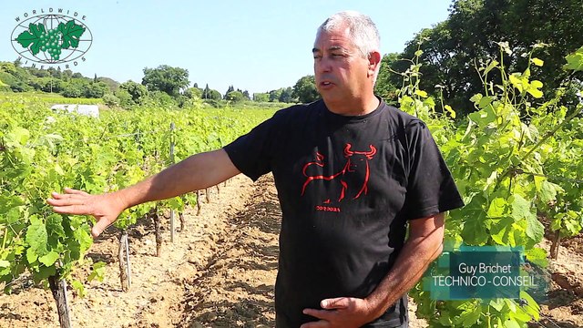 Comparatif Deperissement Syrah greffés-soudés omega greffes manuelles Tbud